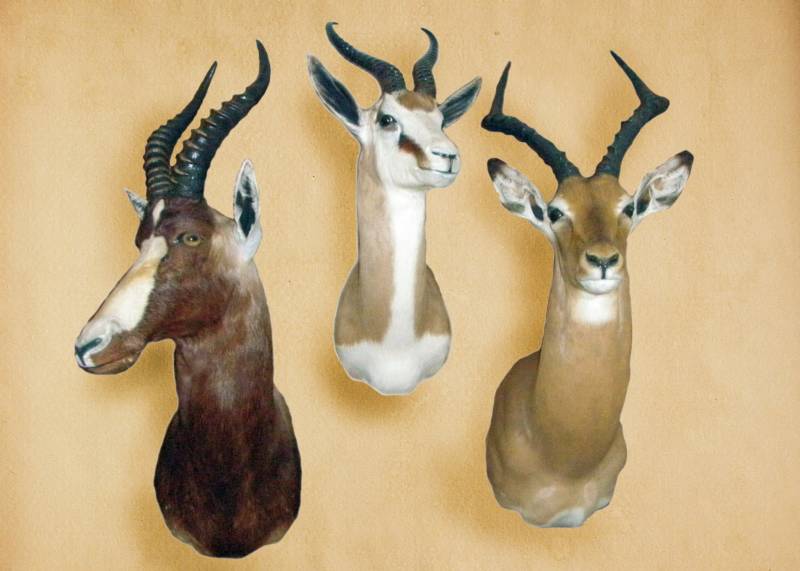 Taxidermy